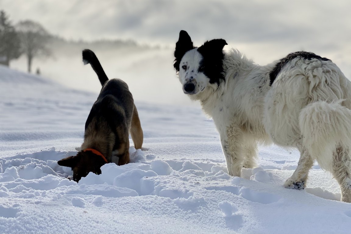 Zwei Spielende Hund im Schnee. Ein Hund steckt seinen Kopf in den Schnee, der andere blickt in die Kamera